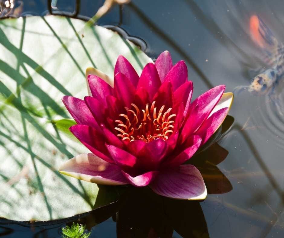 Sustainable Aquatics Rotherham Aquascaping Aquarium and Ponds