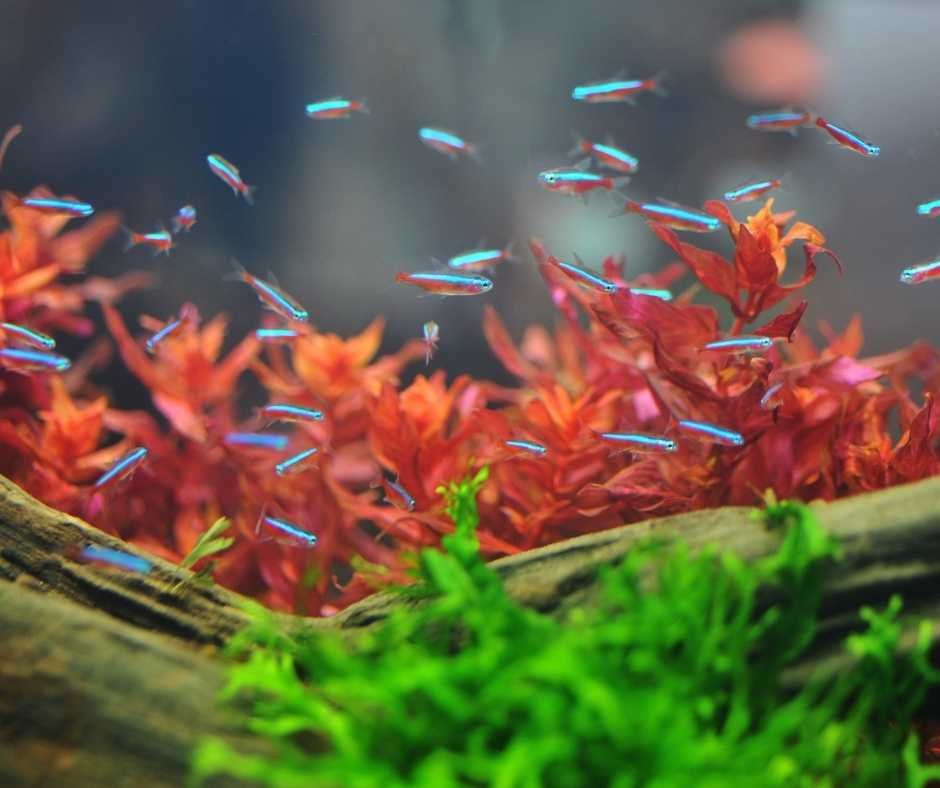 Cheapest aquarium supplies online best sale