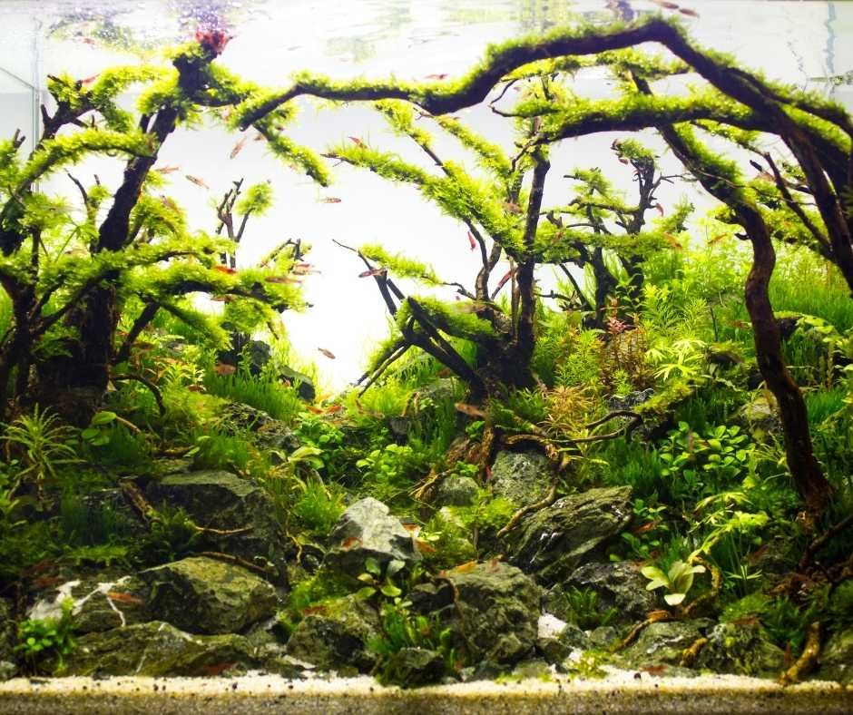 Aquascaping supplies 2024 near me