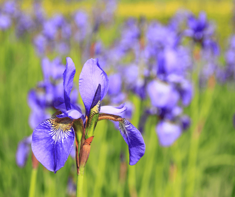 cropped-Pond-Iris.png